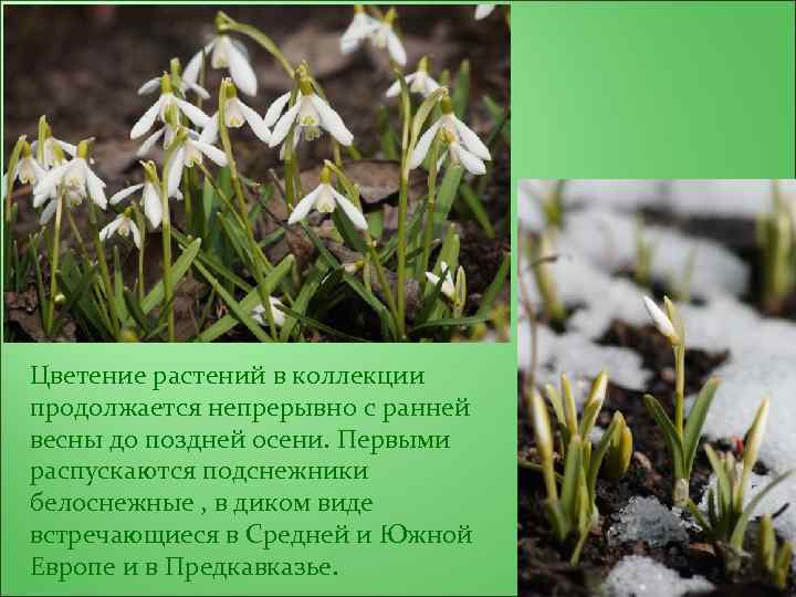 Цветение растений в коллекции продолжается непрерывно с ранней весны до поздней осени. Первыми распускаются