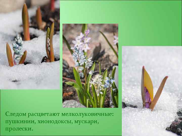 Следом расцветают мелколуковичные: пушкинии, хионодоксы, мускари, пролески. 