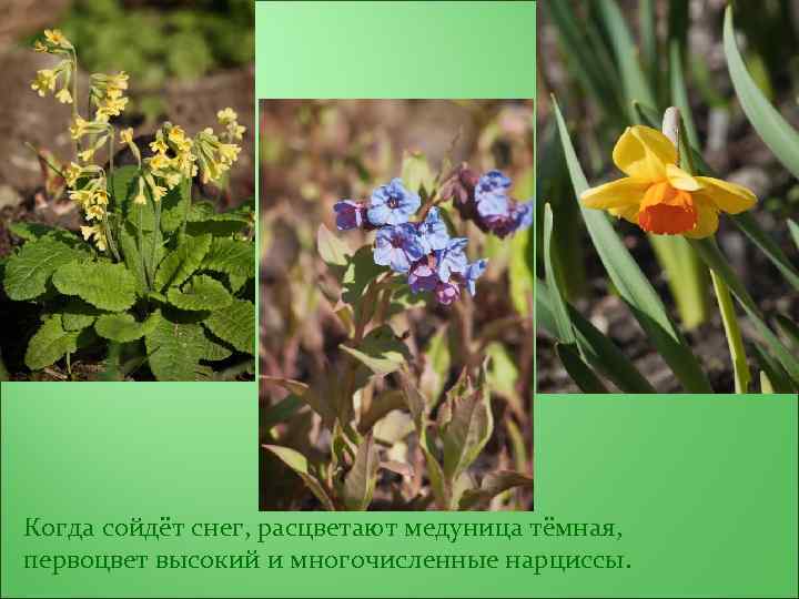 Когда сойдёт снег, расцветают медуница тёмная, первоцвет высокий и многочисленные нарциссы. 