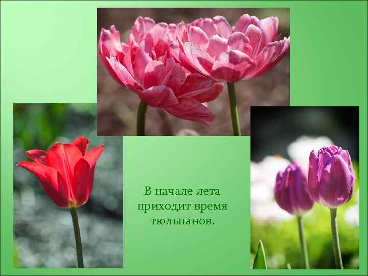 В начале лета приходит время тюльпанов. 