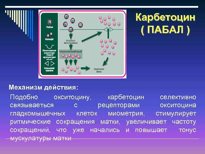 Карбетоцин ( ПАБАЛ ) Механизм действия: Подобно окситоцину, карбетоцин селективно связываеться с рецепторами окситоцина