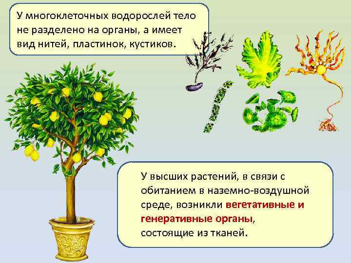 У многоклеточных водорослей тело не разделено на органы, а имеет вид нитей, пластинок, кустиков.