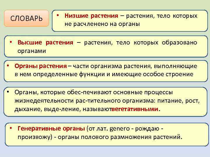 СЛОВАРЬ • Низшие растения – растения, тело которых не расчленено на органы • Высшие