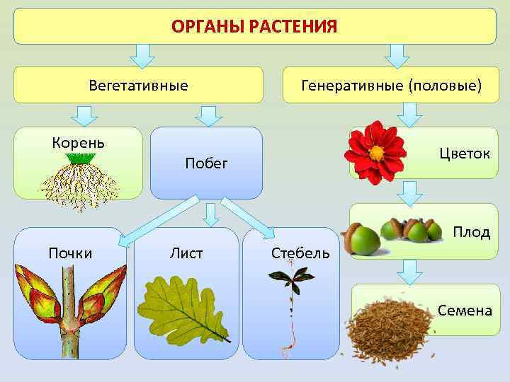 ОРГАНЫ РАСТЕНИЯ Вегетативные Корень Генеративные (половые) Цветок Побег Плод Почки Лист Стебель Семена 