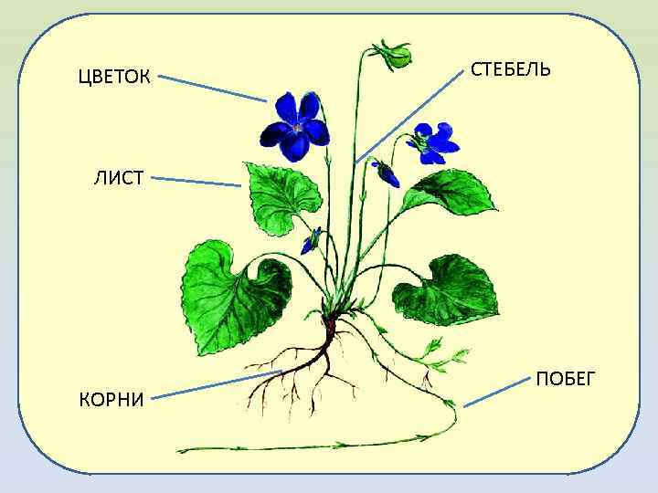 ЦВЕТОК СТЕБЕЛЬ ЛИСТ КОРНИ ПОБЕГ 