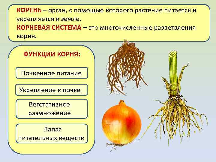 КОРЕНЬ – орган, с помощью которого растение питается и укрепляется в земле. КОРНЕВАЯ СИСТЕМА