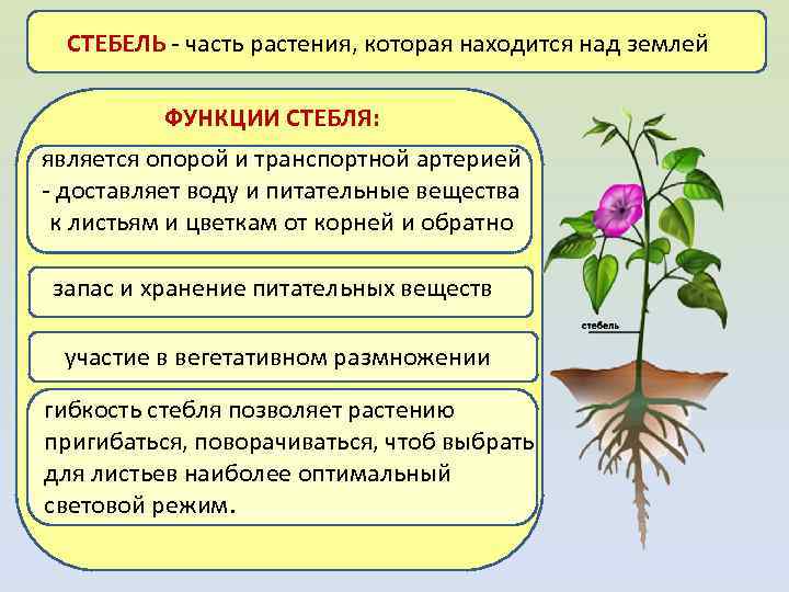 Цветок выполняет. Функции стебля растений. Строение и функции корня стебля листа цветка. Функции органов корень стебель лист. Функции корня стебля листа и цветка.