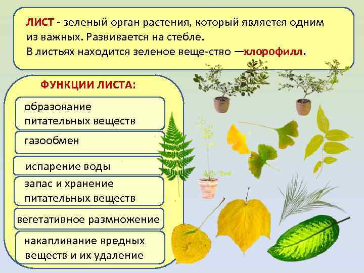 Биология 6 класс функция листьев. Функции листа. Функции листа растения. Лист орган растения. Лист функции листа.