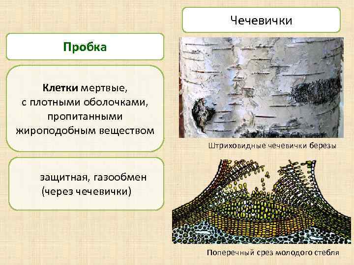 Чечевички Пробка Клетки мертвые, с плотными оболочками, пропитанными жироподобным веществом Штриховидные чечевички березы защитная,