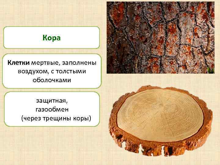 Кора Клетки мертвые, заполнены воздухом, с толстыми оболочками защитная, газообмен (через трещины коры) 