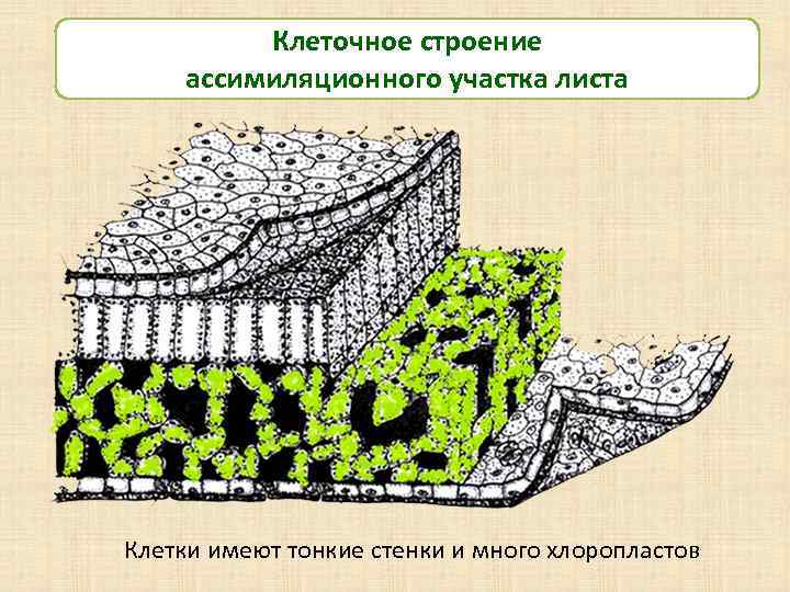 Клеточное строение ассимиляционного участка листа Клетки имеют тонкие стенки и много хлоропластов 