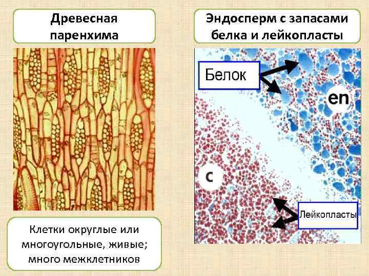 Древесная паренхима Клетки округлые или многоугольные, живые; много межклетников Эндосперм с запасами белка и