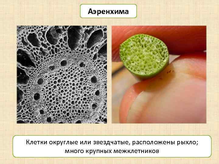 Аэренхима Клетки округлые или звездчатые, расположены рыхло; много крупных межклетников 