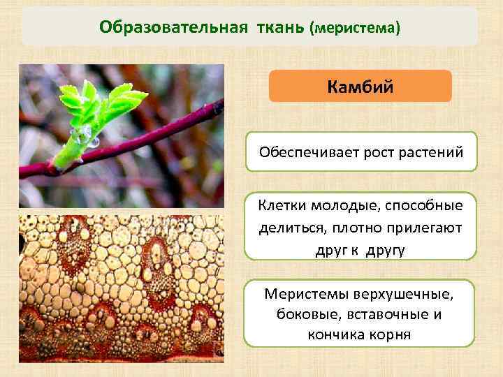 Образовательная ткань (меристема) Камбий Обеспечивает рост растений Клетки молодые, способные делиться, плотно прилегают друг
