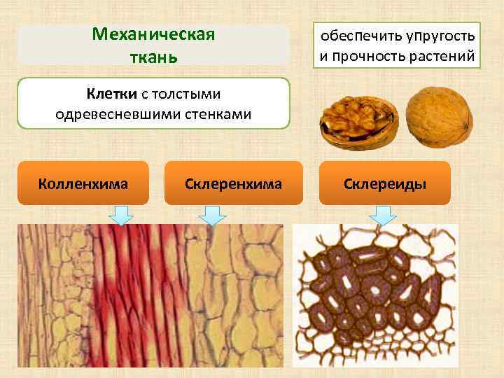 Механическая ткань обеспечить упругость и прочность растений Клетки с толстыми одревесневшими стенками Колленхима Склереиды
