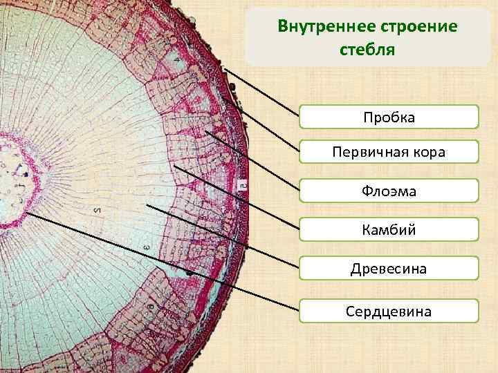 Внутреннее строение стебля Пробка Первичная кора Флоэма Камбий Древесина Сердцевина 