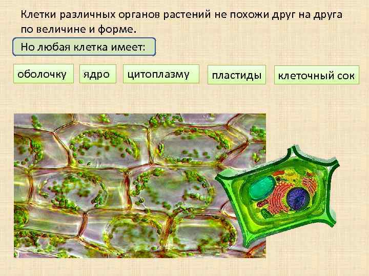 Клетки различных органов растений не похожи друг на друга по величине и форме. Но