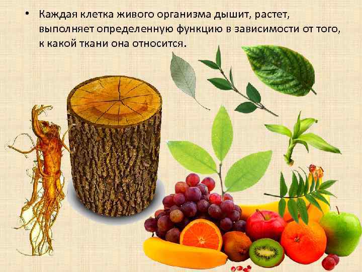  • Каждая клетка живого организма дышит, растет, выполняет определенную функцию в зависимости от
