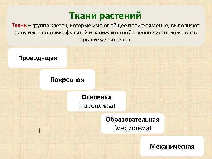 Ткани растений Ткань – группа клеток, которые имеют общее происхождение, выполняют одну или несколько