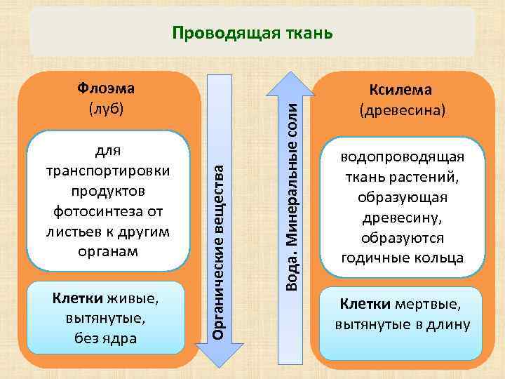 для транспортировки продуктов фотосинтеза от листьев к другим органам Клетки живые, вытянутые, без ядра