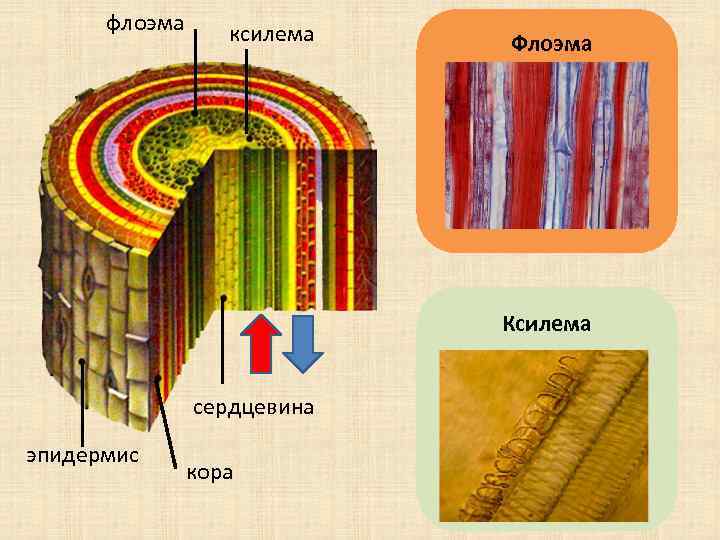 флоэма ксилема Флоэма Ксилема сердцевина эпидермис кора 