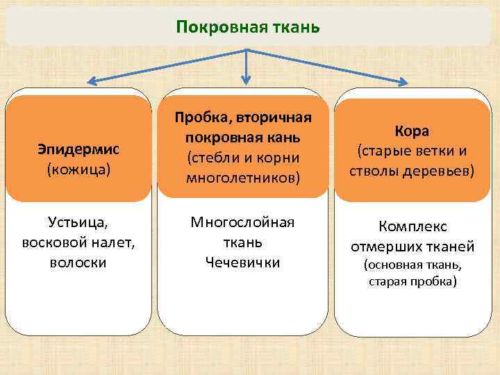 Какое значение имеет кожица и пробка. Классификация покровных тканей растений. Виды покровной ткани растений. Функции покровной ткани. Покровная функция.