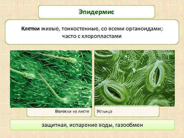 Эпидермис Клетки живые, тонкостенные, со всеми органоидами; часто с хлоропластами Волоски на листе Устьица