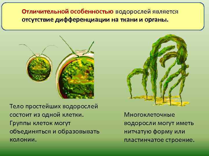 Структуры водорослей
