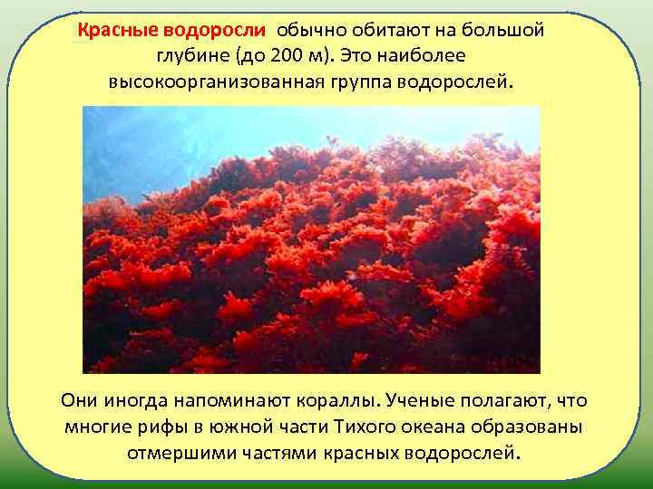 Группа красных водорослей. Красные водоросли. Красные водоросли глубина обитания. Красные водоросли на глубине. Красные водоросли обитают на большой глубине.