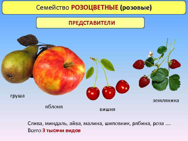 Семейство фиалковые представители фото с названиями