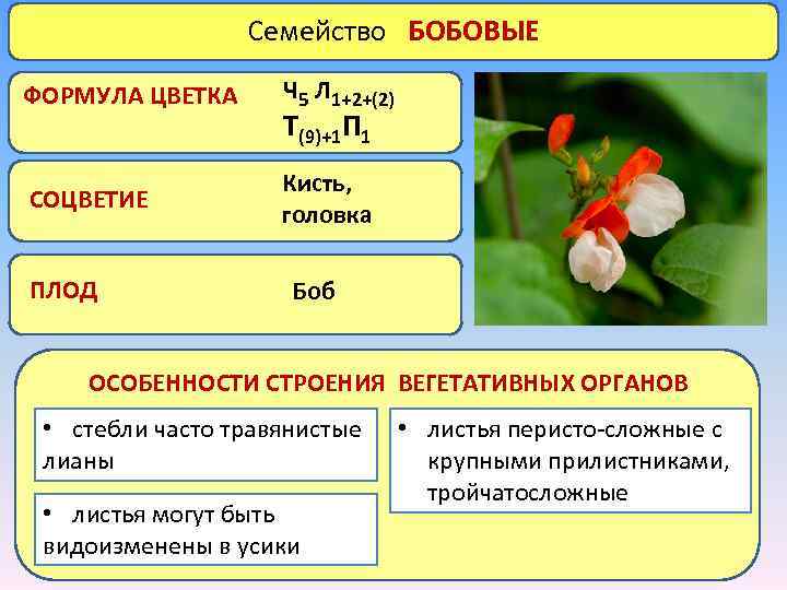 Диаграмма цветка семейства бобовые