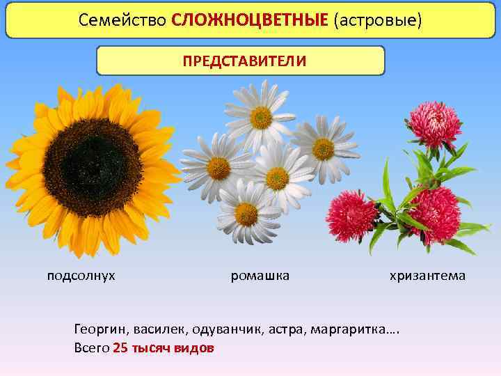 Диаграммы семейств цветковых растений