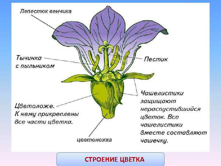 Диаграмма цветка астровых
