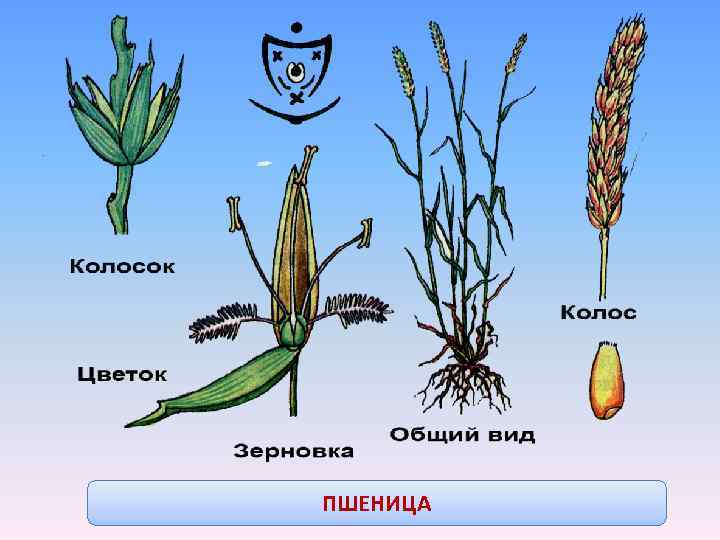 Строение цветка пшеницы рисунок