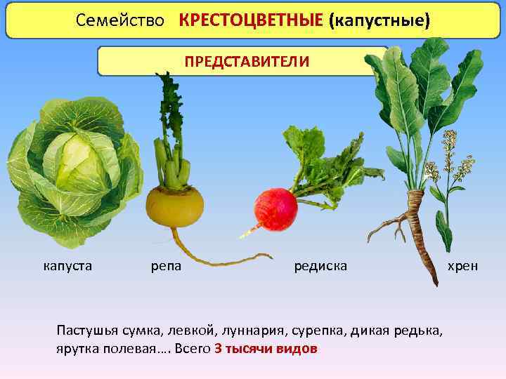 Крестоцветные растения список и фото