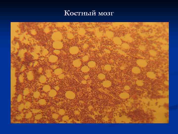 Костный мозг 