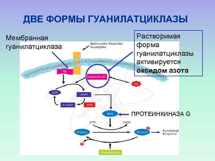 ДВЕ ФОРМЫ ГУАНИЛАТЦИКЛАЗЫ Мембранная гуанилатциклаза Растворимая форма гуанилатциклазы активируется оксидом азота ПРОТЕИНКИНАЗА G 