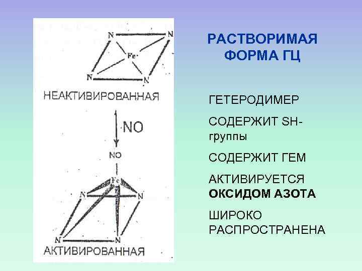 РАСТВОРИМАЯ ФОРМА ГЦ ГЕТЕРОДИМЕР СОДЕРЖИТ SHгруппы СОДЕРЖИТ ГЕМ АКТИВИРУЕТСЯ ОКСИДОМ АЗОТА ШИРОКО РАСПРОСТРАНЕНА 