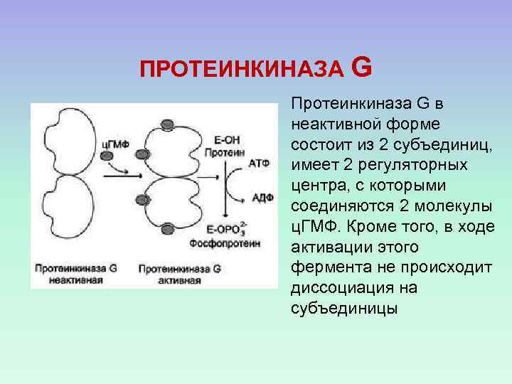 ПРОТЕИНКИНАЗА G Протеинкиназа G в неактивной форме состоит из 2 субъединиц, имеет 2 регуляторных