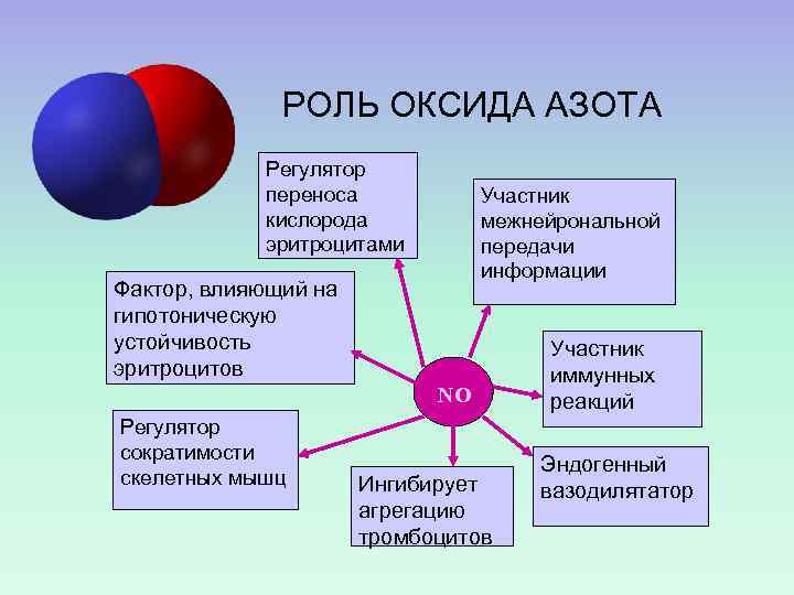 РОЛЬ ОКСИДА АЗОТА Регулятор переноса кислорода эритроцитами Участник межнейрональной передачи информации Фактор, влияющий на