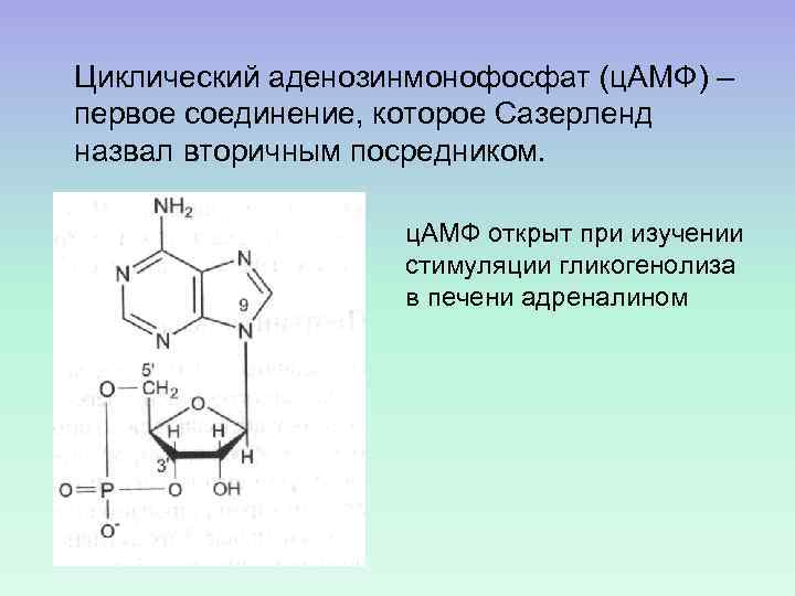 Циклический аденозинмонофосфат (ц. АМФ) – первое соединение, которое Сазерленд назвал вторичным посредником. ц. АМФ