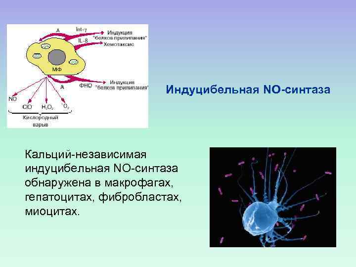Индуцибельная NO-синтаза Кальций-независимая индуцибельная NO-синтаза обнаружена в макрофагах, гепатоцитах, фибробластах, миоцитах. 