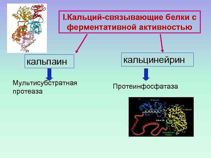 I. Кальций-связывающие белки с ферментативной активностью кальпаин Мультисубстратная протеаза кальцинейрин Протеинфосфатаза 