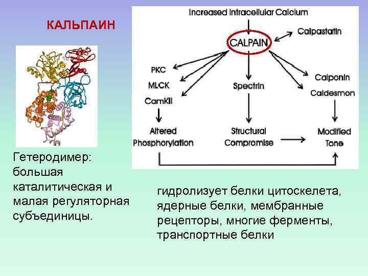КАЛЬПАИН Гетеродимер: большая каталитическая и малая регуляторная субъединицы. гидролизует белки цитоскелета, ядерные белки, мембранные