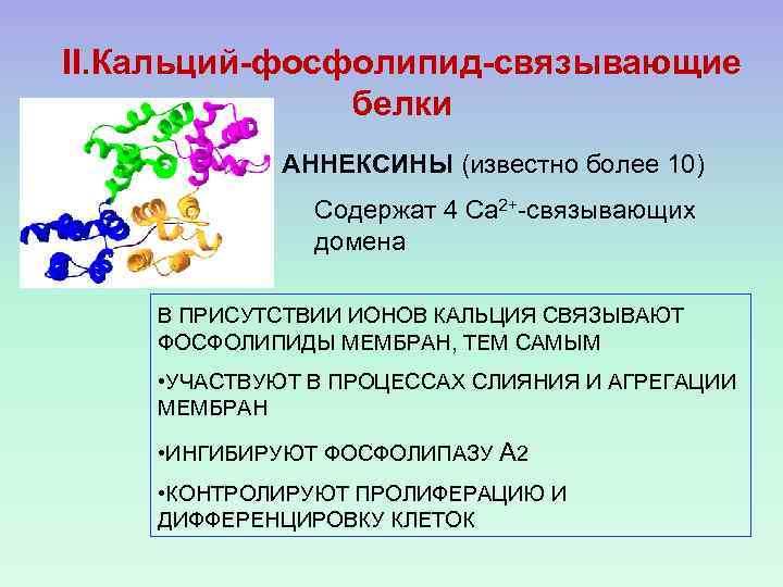 II. Кальций-фосфолипид-связывающие белки АННЕКСИНЫ (известно более 10) Содержат 4 Са 2+-связывающих домена В ПРИСУТСТВИИ