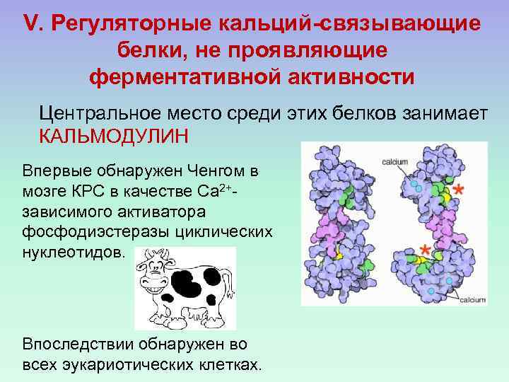 V. Регуляторные кальций-связывающие белки, не проявляющие ферментативной активности Центральное место среди этих белков занимает