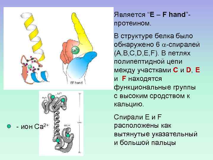 Является “E – F hand”протеином. В структуре белка было обнаружено 6 -спиралей (A, B,