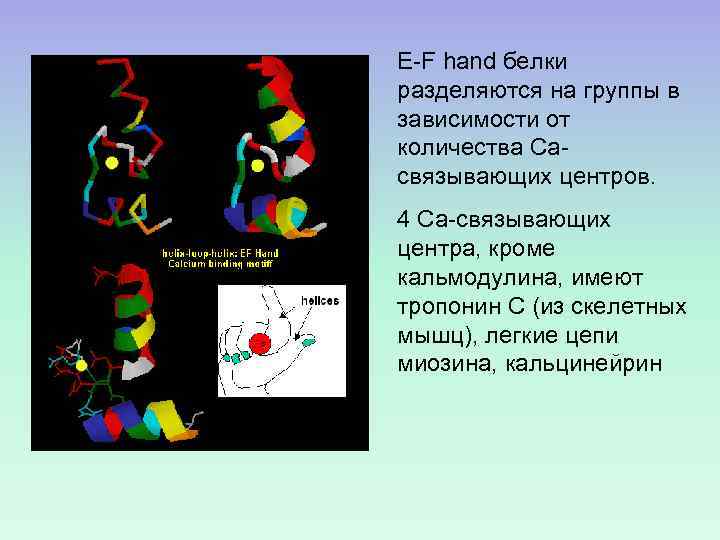 E-F hand белки разделяются на группы в зависимости от количества Сасвязывающих центров. 4 Са-связывающих