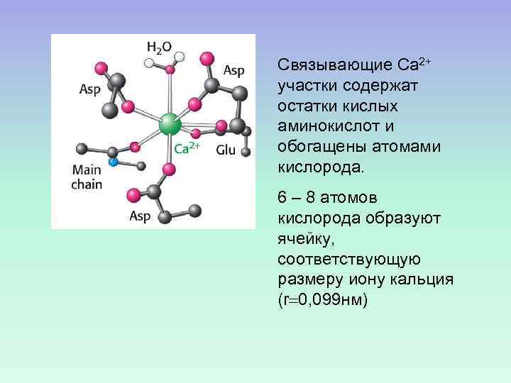 Связывающие Са 2+ участки содержат остатки кислых аминокислот и обогащены атомами кислорода. 6 –