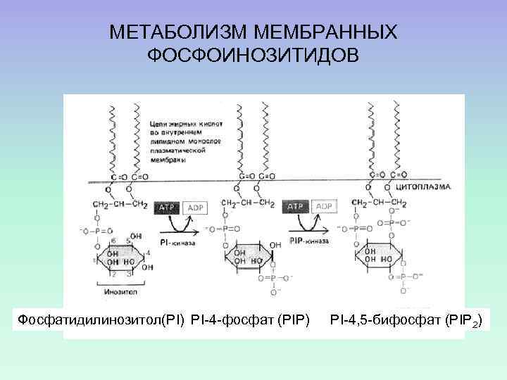 МЕТАБОЛИЗМ МЕМБРАННЫХ ФОСФОИНОЗИТИДОВ Фосфатидилинозитол(PI) PI-4 -фосфат (PIP) PI-4, 5 -бифосфат (PIP 2) 
